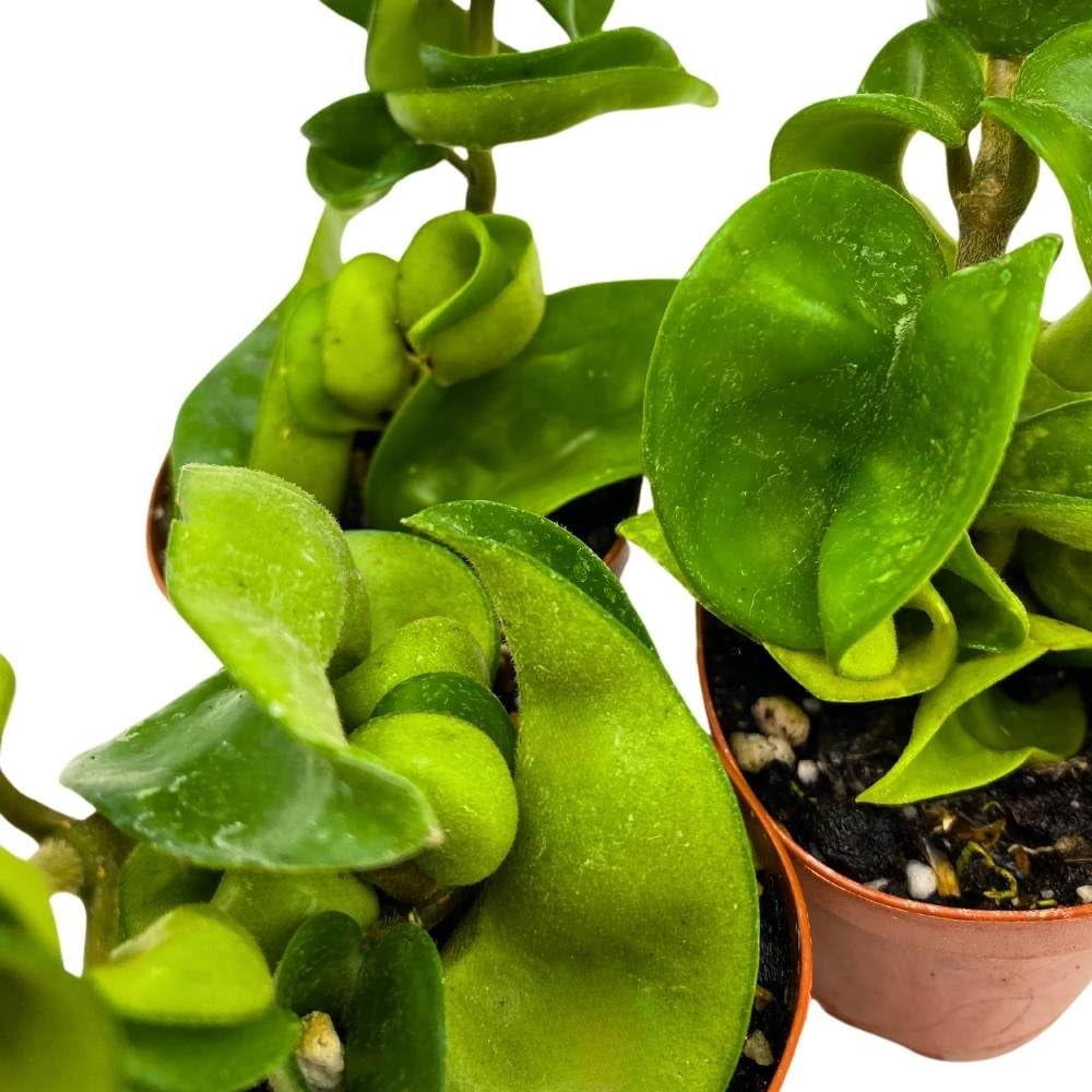 Hoya Green Hindu Rope 2 inch Set of 3 Crinkle Wax Plant Porcelain Flower Tiny Mini Pixie Plants