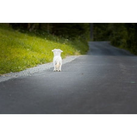 LAMINATED POSTER White Mammal Animal Pet Dog Maltese Small Dog Poster Print 11 x