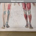 thumbnail image 6 of Ambesonne Vintage Place Mats Set of 4, Anatomy Human Body, Standard Size, Ruby Cream, 6 of 6
