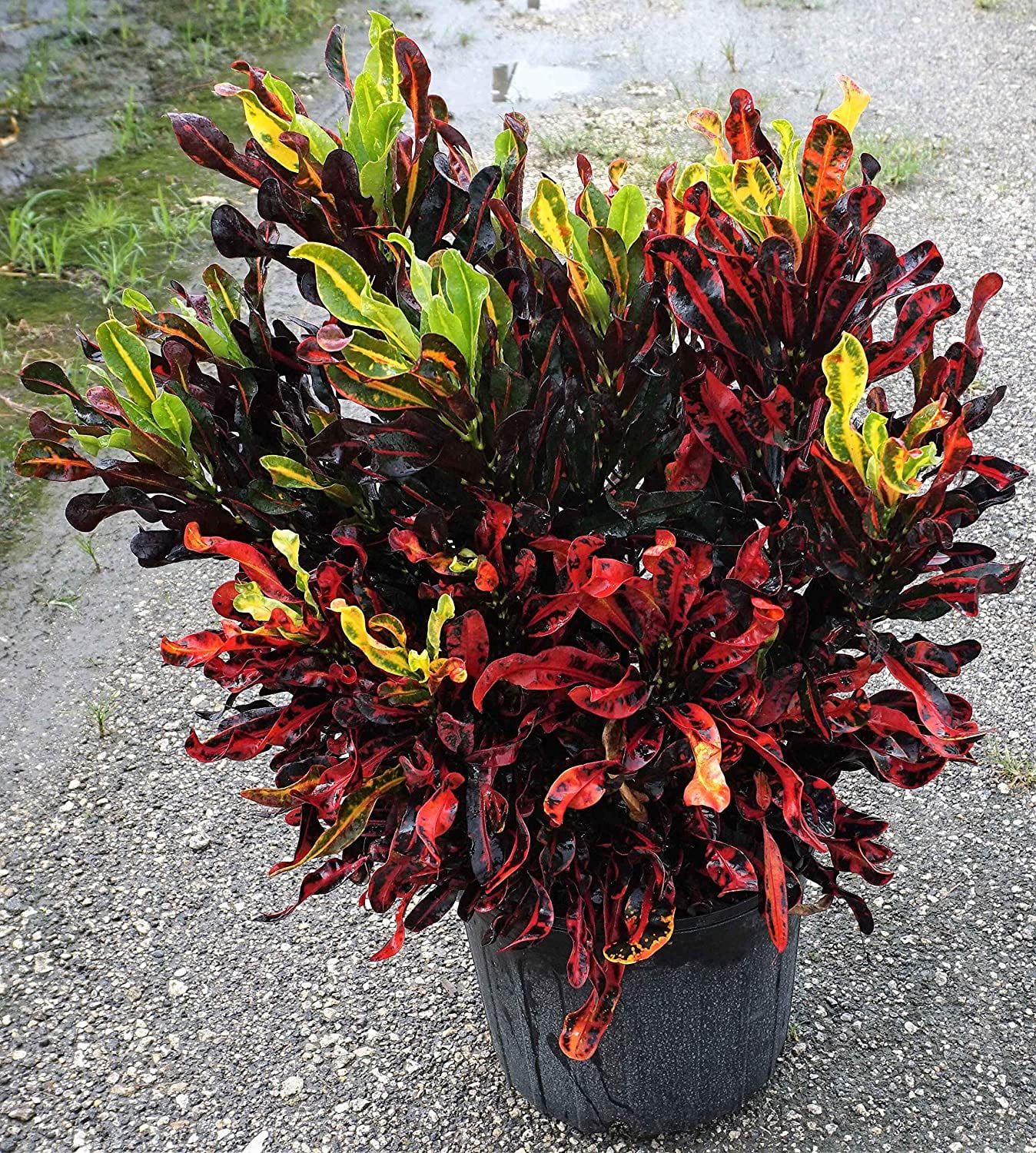 2 Croton Mammy live starter plants less than 12 inches tall