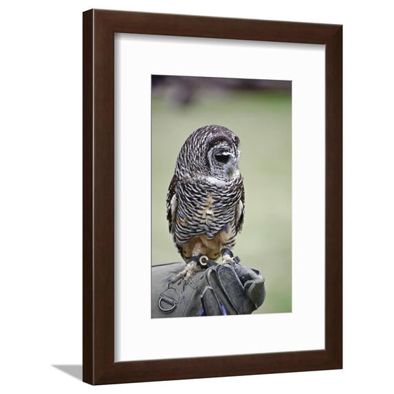 Timid Chaco Owl Bird of Prey during Falconry Display, Framed Art Print Wall Art by Veneratio Sold by Art.Com