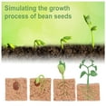 thumbnail image 3 of 1 Set Seed Life Cycle Model Home School Simulation Creative Plant Growth Toys Exquisite Plants Plaything Growing Stage Models Seeds Toy for School, 3 of 9