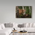 thumbnail image 3 of Trademark Fine Art 'Inquisitive Mountain Lion' Canvas Art by Galloimages Online, 3 of 3