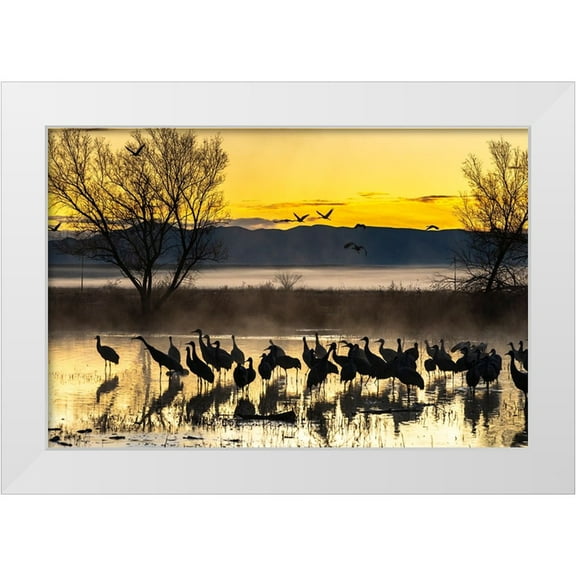Jaynes Gallery 14x11 White Modern Wood Framed Museum Art Print Titled - USA-New Mexico-Bernardo Wildlife Management Area-Sandhill cranes in water on foggy sunrise
