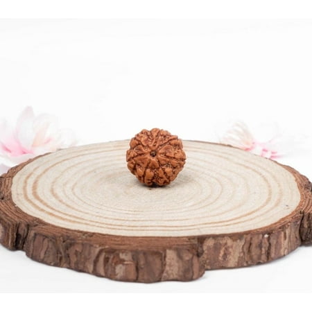 Navratan Gems Certified Authentic 7 Mukhi Nepali Rudraksha| Seven-Faced Rudraksha Bead For Men & Women