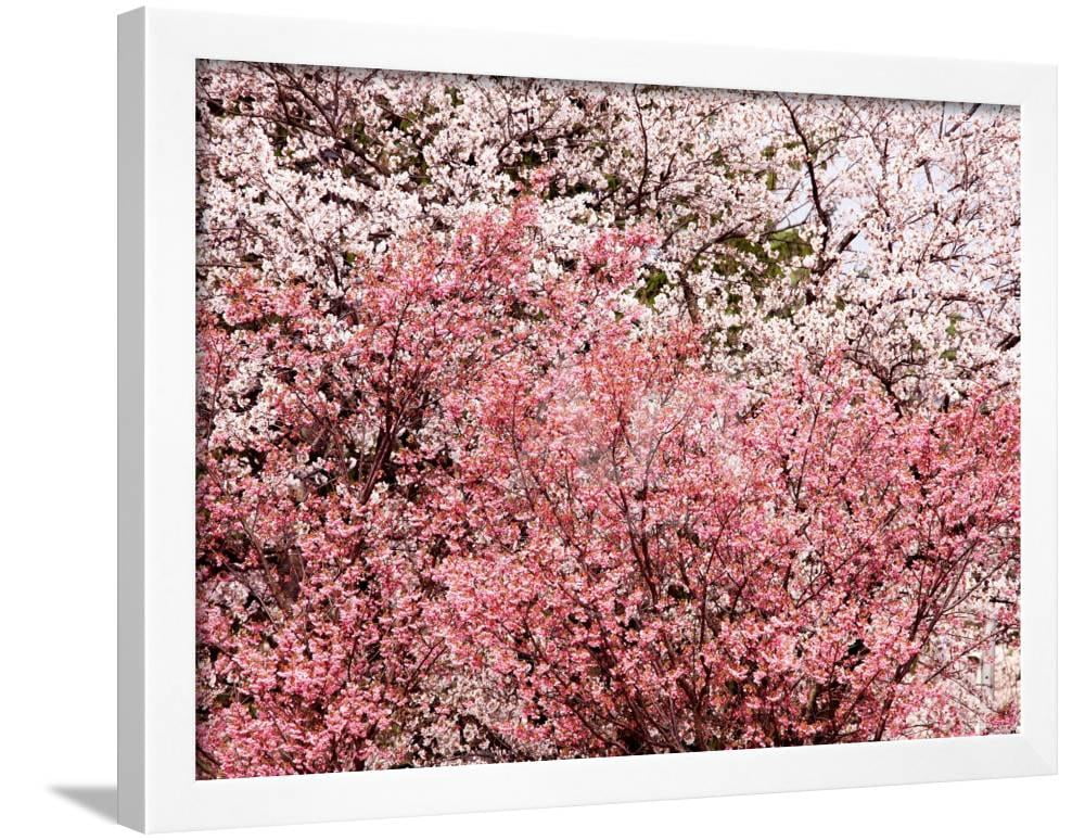 Cherry Blossoms, Botanical Framed Art Print Wall Art Sold by Art.Com ...