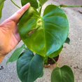 Monstera Deliciosa Plant Live Plant in a 6 Inch Pot Monstera Deliciosa Beautiful Easy to