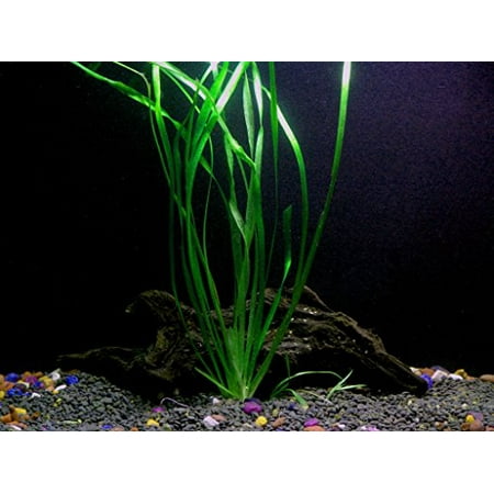 1 Vallisneria Italian Bunch - Beginner Tropical Live Aquarium (Best Tropical Aquarium Fish)