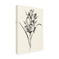 thumbnail image 2 of Nan Rae 'Ink Wash Floral II Gladiolus' Canvas Art, 2 of 3
