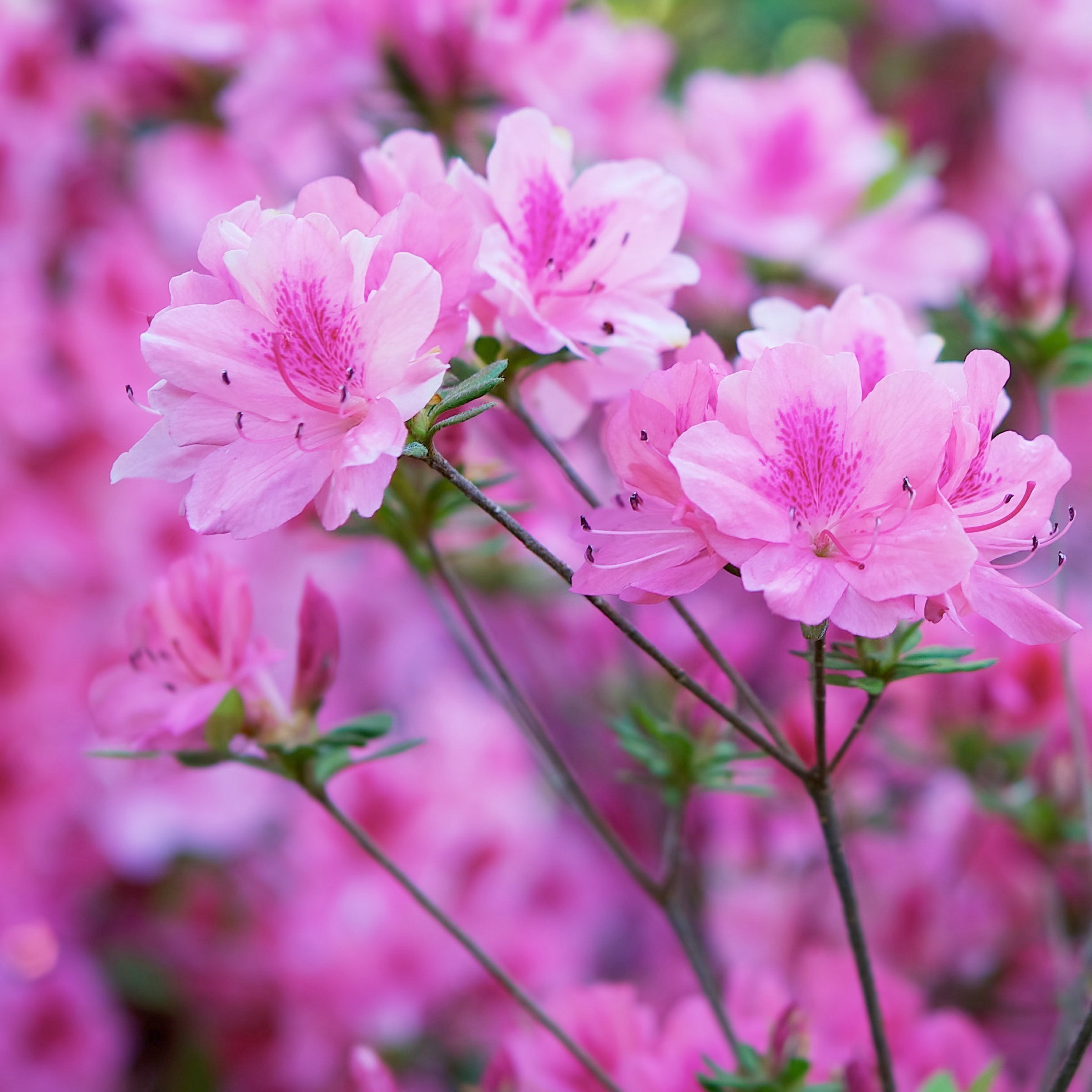 National Plant Network 4 in. Azalea FlorAmore Lavender (3-Pack)