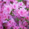 thumbnail image 2 of National Plant Network 4 in. Azalea FlorAmore Lavender (3-Pack), 2 of 10