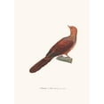 thumbnail image 2 of Coenraad Jacob Temminck 11x14 Gold Ornate Wood Frame and Double Matted Museum Art Print Titled - Redhead Dove (1838), 2 of 4