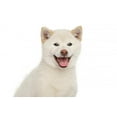 thumbnail image 2 of Happy Dog Wall Mural by Wallmonkeys Peel and Stick Graphic (18 in W x 12 in H) WM232551, 2 of 4