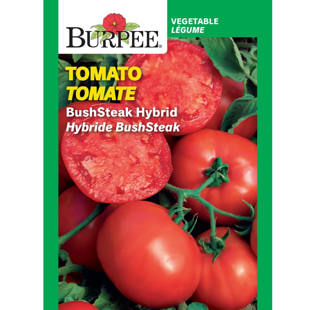Burpee BushSteak Tomate hybride