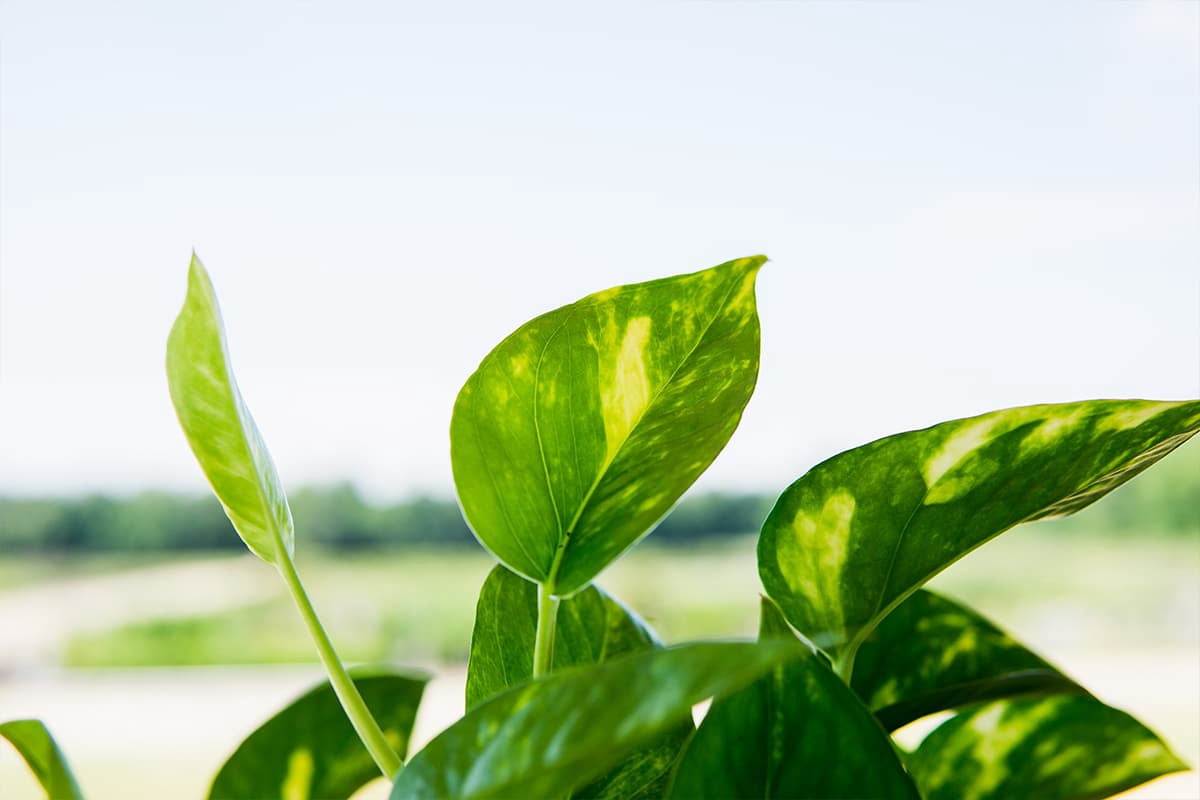 6 inch Golden Pothos - Beautiful Variegated Foliage - Long Trailing Vines