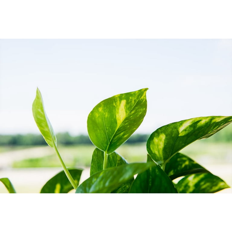 pothos with white Buy Marble Pothos Plants Online in the USA 4-in / Nursery Planter