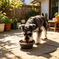 thumbnail image 6 of Collapsible Slow Feeder Bowl, Travel Dog Cat Bowl, Silicone Foldable Food Water Dish with Slow Eating Design, Portable Pet Bowl for Outdoor Hiking, 6 of 6