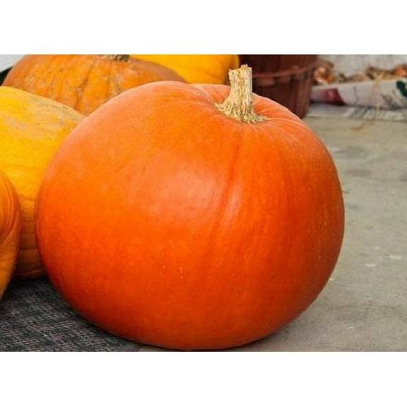 Pumpkin BIG MAX Great Heirloom Vegetable BULK 400 Seeds