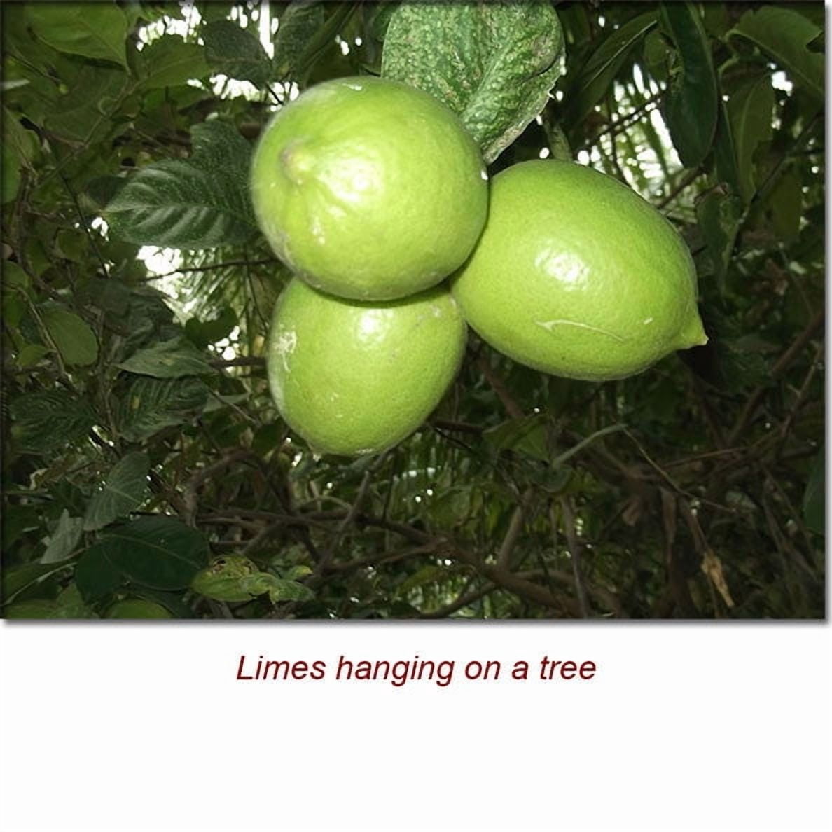 Lime Essential Oil - 100% Pure and Natural by Silky Scents