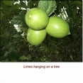 thumbnail image 2 of Lime Essential Oil 5 ml (1/6 fl oz) - 100% Pure and Natural by Silky Scents, 2 of 6
