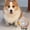 Extra-large Corgi, variant on Large Pet Hair Memorial Keychain, Clear Dog Shape Fur Keepsake Charm, 3D Resin Dog Hair Collector Pendant for Pet Lovers