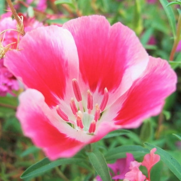 TomorrowSeeds - Farewell to Spring Godetia Seeds - 10000  Count - For 2026 Planting Non-GMO Heirloom