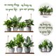 thumbnail image 4 of 1 juego de calcomanías de pared con plantas en maceta, pegatinas adhesivas para ventanas y plantas verdes., 4 of 5