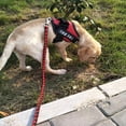 thumbnail image 4 of Harness Lead Escape Resistant  Reduces Pull Dog Harness Nylon Dog Harness Leash Highly Reflective Dog Leash, 4 of 7
