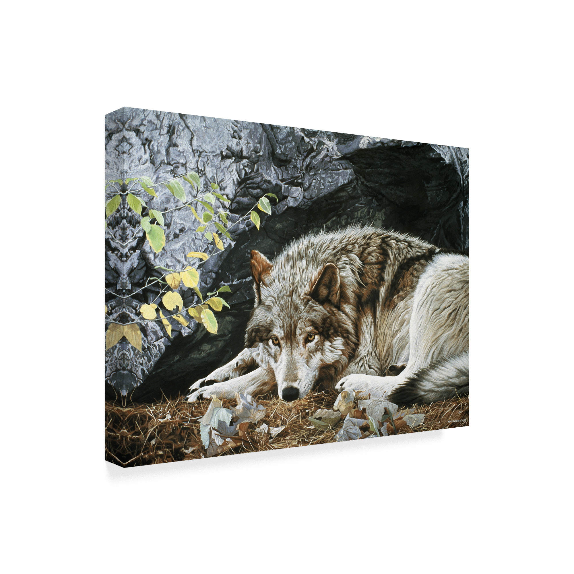 Trademark Fine Art 'Resting Spot Wolf' Canvas Art by Ron Parker