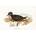 thumbnail image 2 of Gould, John 24x17 White Modern Wood Framed Museum Art Print Titled - Short-tailed Petrel-Puffinus brevicaudus, 2 of 4