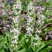 Verbascum Mullein Wedding Candles Garden Flower Seeds - 2000 Seeds