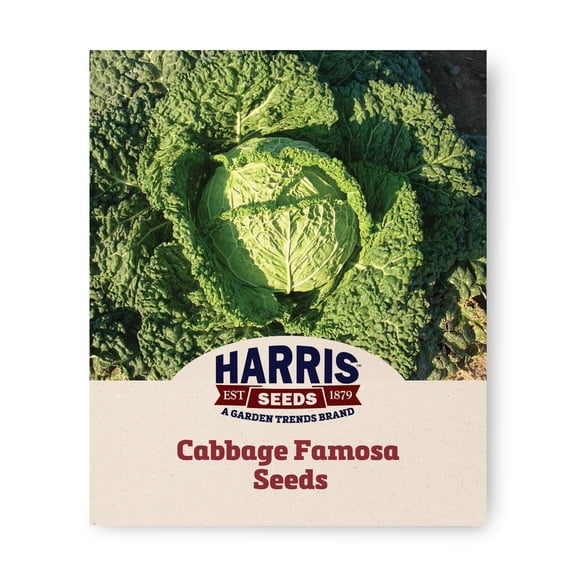Harris Seeds Famosa F1 Organic Cabbage, Green Cabbage Variety, 50 Count