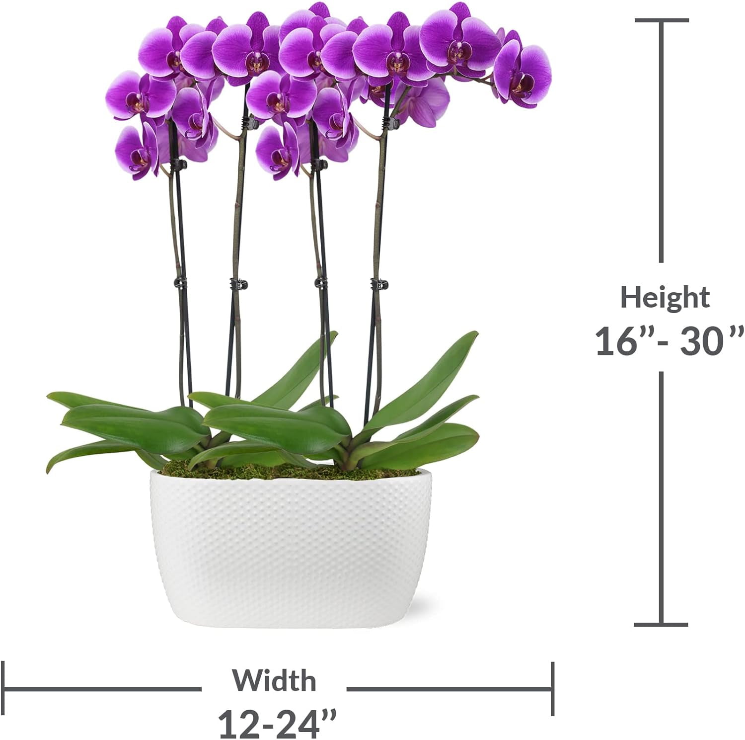 Just Add Ice 16-30" Purple Premium Orchid Duo Live Plants in 10" White Dot Ceramic Planter, House Plant
