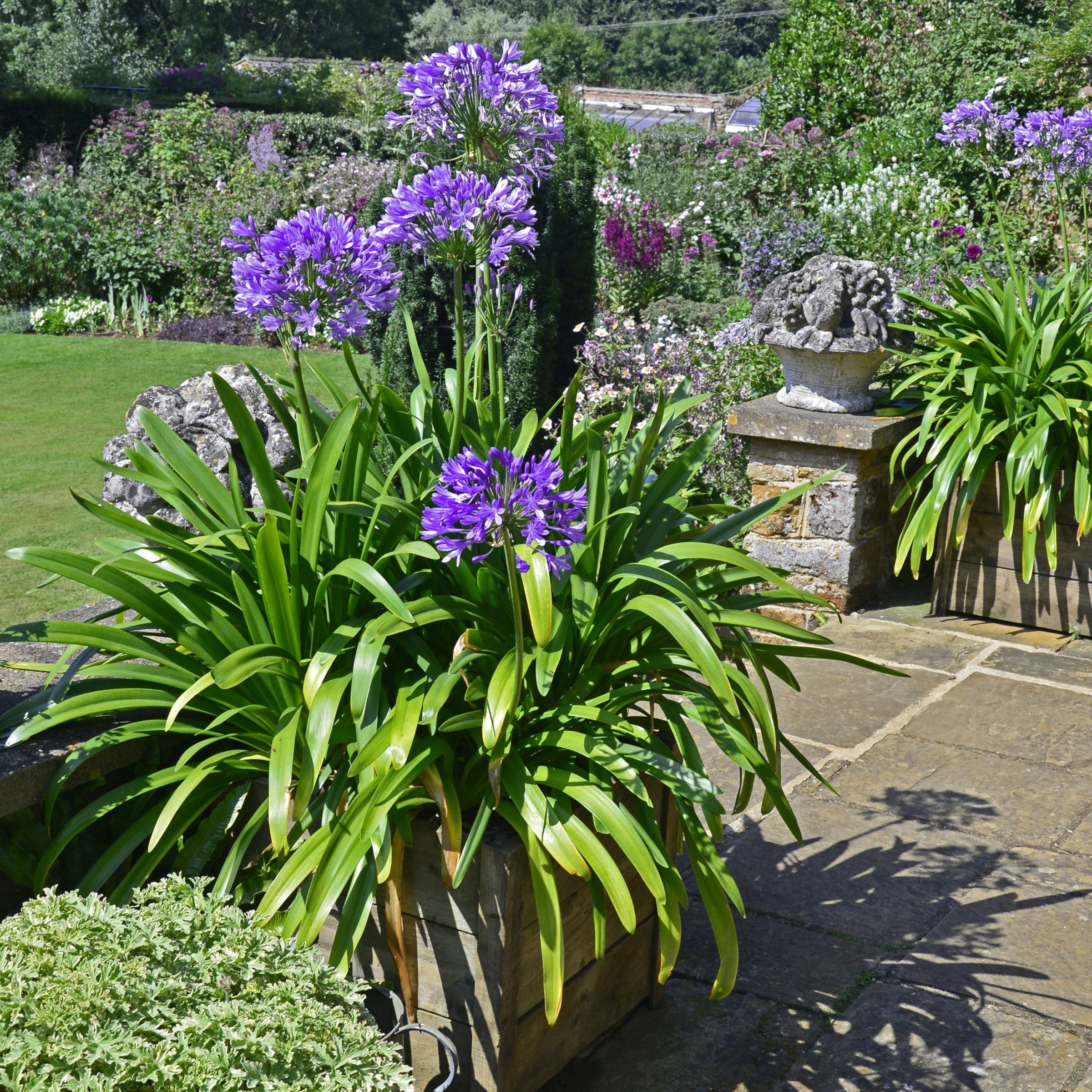 National Plant Network 1 gal Agapanthus Live Perennial Plant