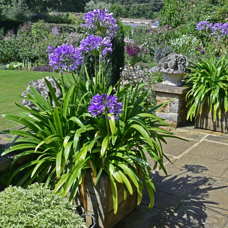 National Plant Network 1 gal Agapanthus Live Perennial Plant