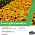 thumbnail image 4 of Harris Seeds Marigold Marvel II Mixture F1 Plant Seeds, 4 of 5
