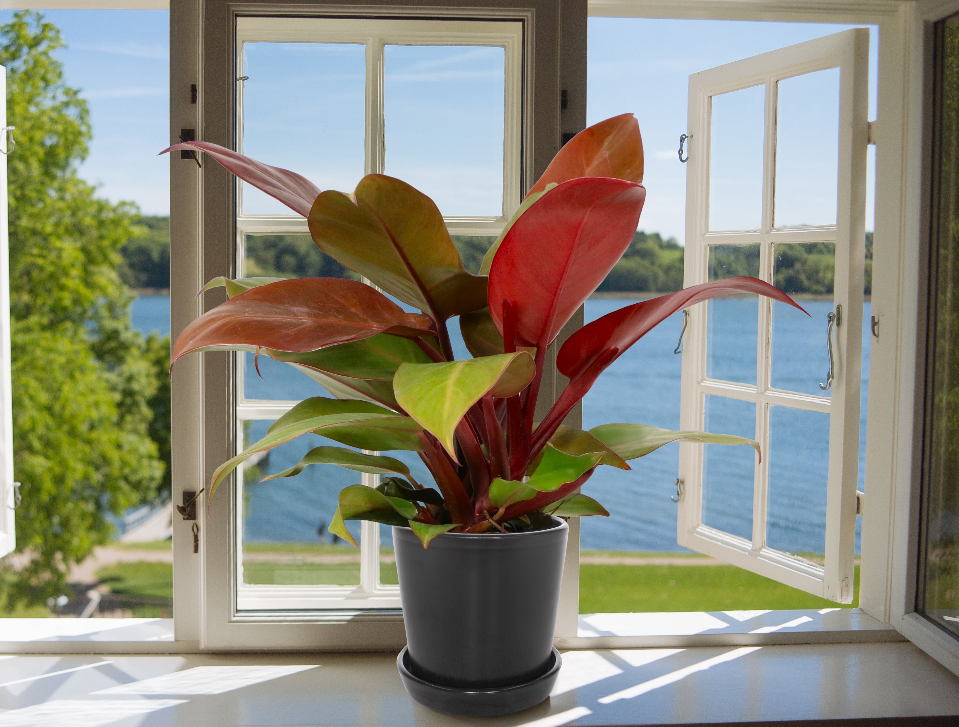 Plant with Purpose 6 in Philodendron McColley's Finale Live Houseplant with Indirect Sun- 2 Piece