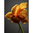 thumbnail image 2 of McLoughlin, James 25x32 Black Ornate Wood Framed with Double Matting Museum Art Print Titled - Studio Flowers XI, 2 of 4