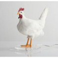 thumbnail image 5 of Lámpara de escritorio de pollo Lámpara de huevo LED Luz nocturna Lámpara de escritorio de huevo de taxidermia, 5 of 5
