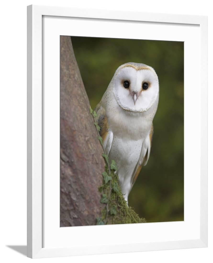 Female Barn Owl Tyto Alba World Owl Trust Muncaster Castle