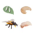 thumbnail image 2 of Agiferg Simulation Arthropode Cycle de Vie d'Une Araignée Bee Ladybugs Modèle, 2 of 3
