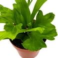 thumbnail image 2 of Fishtail Fern, Microsorum Punctatum Grandiceps, Limited, in a 2 inch Pot Super Cute, 2 of 9
