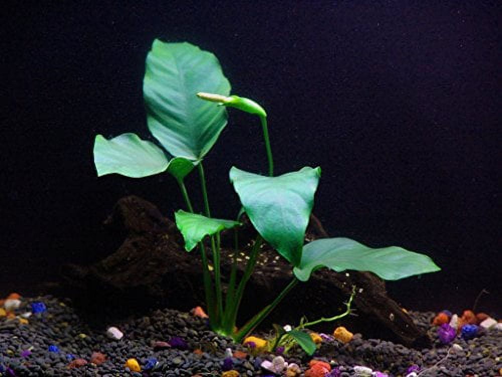 Rooted Plants Bundle - Anubias, Amazon Sword, Rosette Sword and Vallisneria