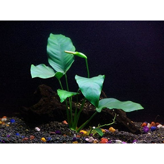 Anubias barteri - Beginner Tropical Live Aquarium Plant