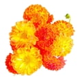 thumbnail image 4 of Bouquet de temporada premium, 4 of 4