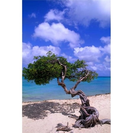 Lone Divi Tree Aruba Caribbean Poster Print by Bill Bachmann - 19 x 28 in.