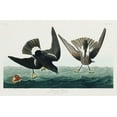 thumbnail image 2 of Audubon, John James 32x22 Gold Ornate Wood Framed with Double Matting Museum Art Print Titled - Stormy Petrel, 2 of 4