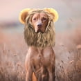 thumbnail image 2 of Disfraz creativo y lindo de mascota, gato, perro, león, peluca y sombrero, divertido., 2 of 7