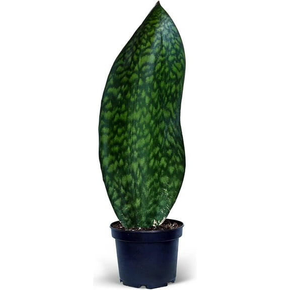 Live Sansevieria Masoniana, Mason’s Congo, Whale Fin, Shark’s Fin, Rare Houseplant, Housewarming Gift, Christmas Gift, Father's Day Gift, Live Home Decor Plant in 6" Pot