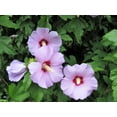 thumbnail image 5 of 50 Mixed Colors ROSE Of SHARON HIBISCUS Syriacus Flower Tree Bush Seeds Mix, 5 of 11